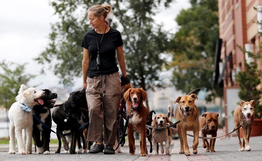 Dog Walkers in the USA