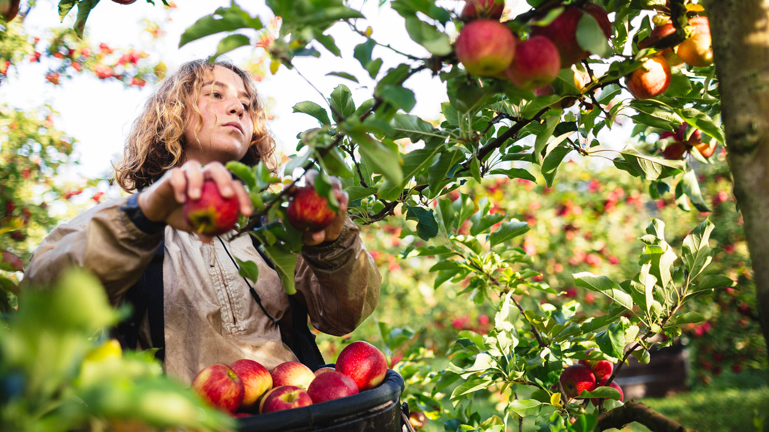 Fruit Picker Jobs in Australia