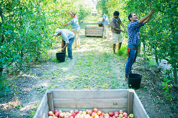 fruit picker job in Canada