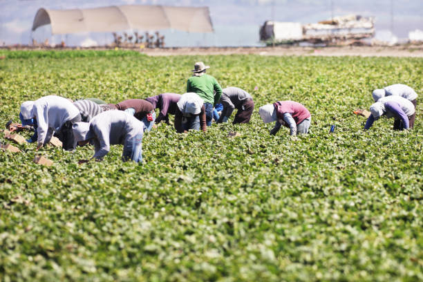 Immigration: Agricultural workers in the US