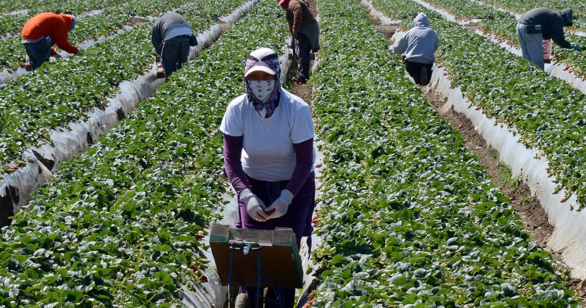 Immediate Start for Farm Workers in California: High Demand Roles Paying $17.75/Hour